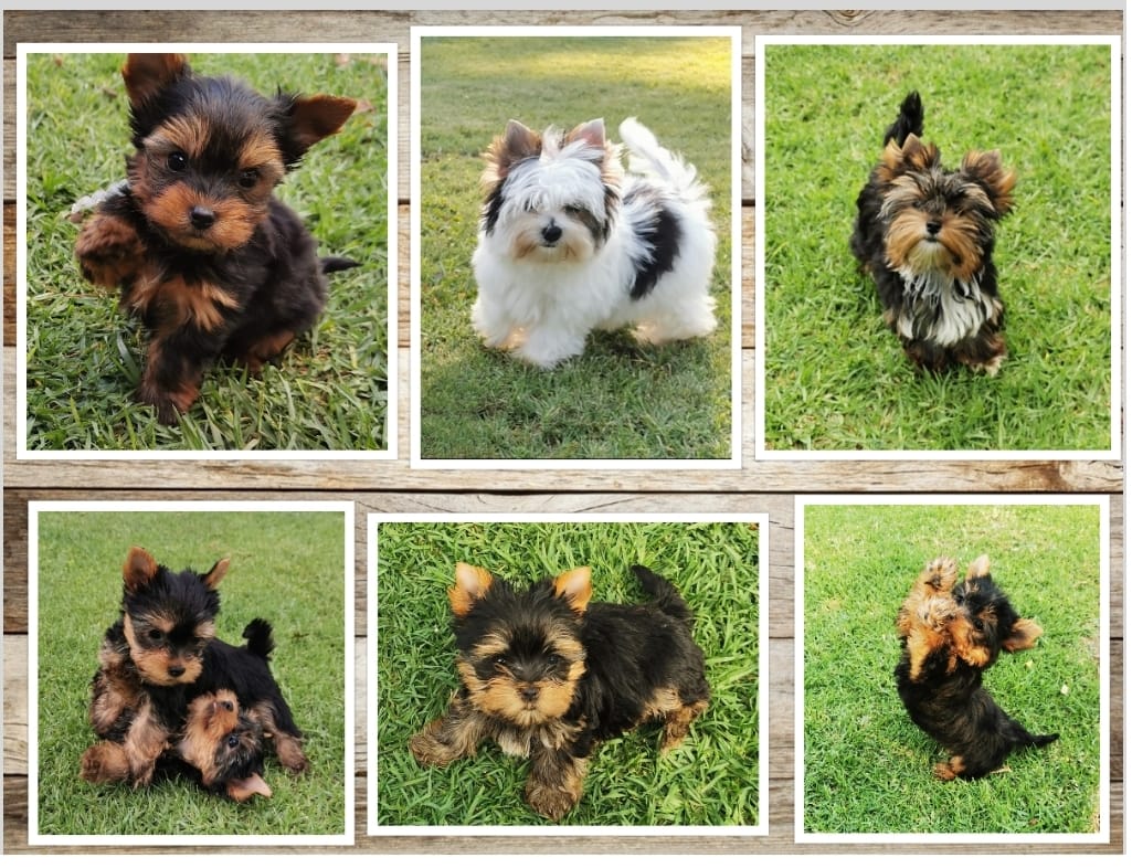 WhatsApp Image 2021-05-14 at 13.19.00 WhatsApp Image 2021-05-14 at 13.19.00