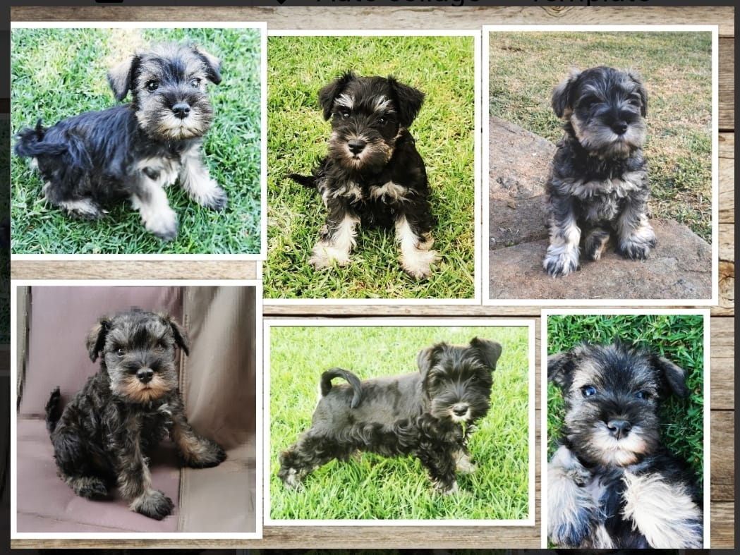 WhatsApp Image 2021-05-14 at 13.19.03 WhatsApp Image 2021-05-14 at 13.19.03